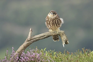 Merlin (Falco columbarius) immature male, first year plumage, perched on dead branch above bilberry
