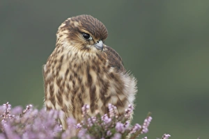 Merlin (Falco columbarius) immature male, first year plumage, amongst flowering heather at moorland edge