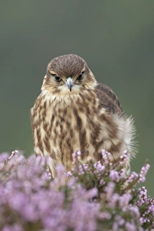 Merlin (Falco columbarius) immature male, first year plumage, amongst flowering heather at moorland edge