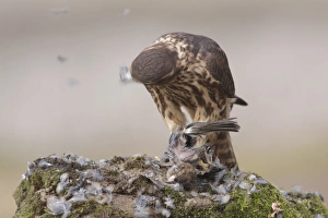 Merlin (Falco columbarius) immature male, first year plumage, plucking and feeding on House Sparrow (Passer domesticus)