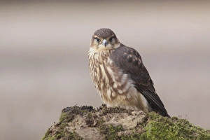 Merlin (Falco columbarius) immature male, first year plumage, standing on boulder, North Yorkshire, England
