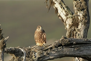 Newly Prints: Merlin (Falco columbarius) juvenile