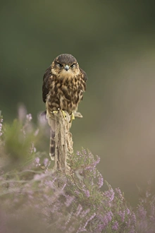 Moorland Prints: Merlin (Falco columbarius) juvenile male