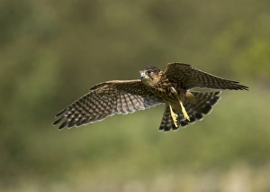 Moorland Prints: Merlin (Falco columbarius) juvenile male