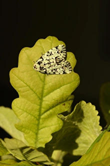 Oaks Prints: Merveille-du-Jour (Dichonia aprilina) adult