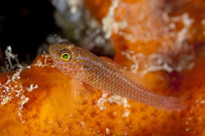 West Papua Prints: Meshed Dwarfgoby (Trimma agrena) adult