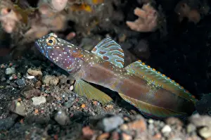 Metallic Shrimpgoby (Amblyeleotris latifasciata) adult, with fin extended, resting on sand, Seraya, Bali
