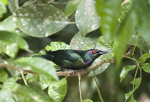 Starling Prints: Metallic Starling (Aplonis metallica) adult