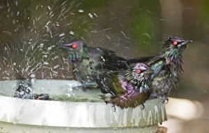 Starling Prints: Metallic Starling (Aplonis metallica) four adults