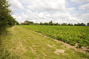 Strip Prints: Six meter set a side strip on Suffolk farmland