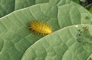 Pests Prints: Mexican Bean Beetle (Epilachna varivestis) larva