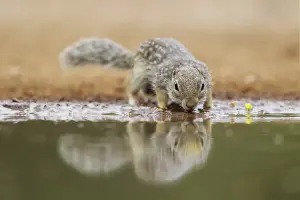 Mexican Ground Squirrel (Ictidomys mexicanus) adult, drinking at pool, South Texas, U. S. A. april