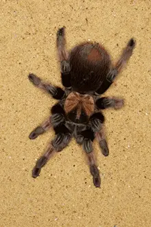Mexican Prints: Mexican Redleg Tarantula (Brachypelma emilia) adult, on sand (captive)