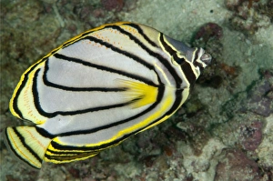 Sipadan Prints: Meyer's Butterflyfish (Chaetodon meyeri) adult