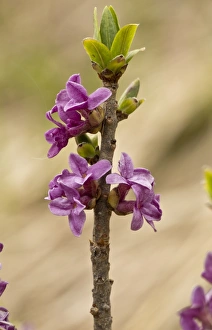 Vercors Prints: Mezereon (Daphne mezereum) close-up of flowers, Vercors, French Alps, France, May