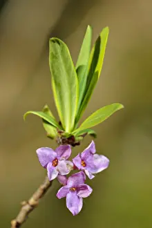 Mezereon (Daphne mezereum) close-up of leaves and flowers, Italy, may