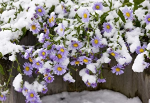 Rumania Prints: Michaelmas Daisy (Aster x versicolor) flowering, covered with snow, Romania, october