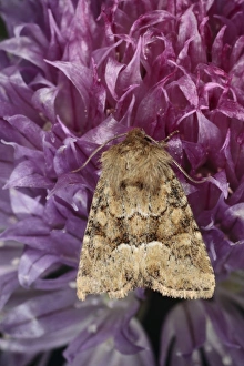 Nectar Prints: Middle-barred Minor (Oligia fasciuncula) adult
