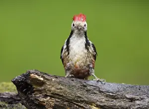 Middle Spotted Woodpecker (Dendrocopos medius) adult, standing on log at pool in woodland, Debrecen, Hungary, April