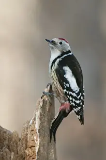 Middle Spotted Woodpecker (Dendrocopos medius) adult, clinging to snag, Bialowieza N. P