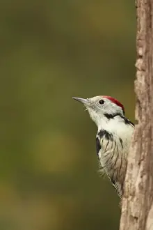 Wood Pecker Prints: Middle Spotted Woodpecker (Dendrocopos medius) adult, climbing up tree trunk, Hungary