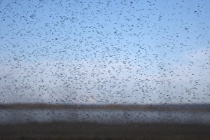 Subpolar Prints: Midge (Tanytarsus gracilentus) adults, swarm in flight, Lake Myvatn, Iceland, June