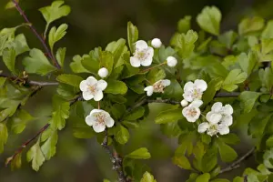 Midland Hawthorn (Crataegus laevigata) close-up of flowers, growing in ancient woodland, Italy, april