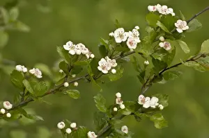 Leaves Prints: Midland Hawthorn (Crataegus laevigata) close-up of leaves and flowers