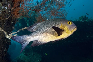 Midnight Snapper (Macolor macularis) adult, swimming at shipwreck, USAT Liberty