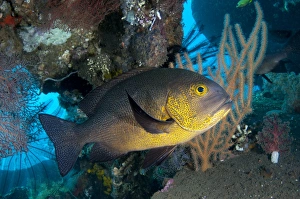 Midnight Snapper (Macolor macularis) adult, swimming at shipwreck, USAT Liberty