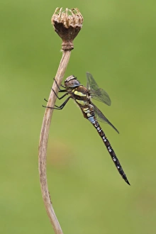 Odonata Prints: Migrant Hawker (Aeshna mixta) adult male