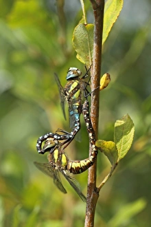 Odonata Prints: Migrant Hawker (Aeshna mixta) adult pair