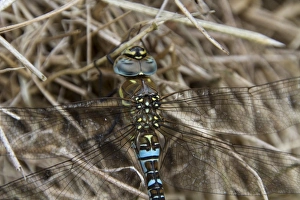 Hawker Prints: Migrant Hawker male