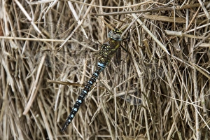 Migrant Hawker male
