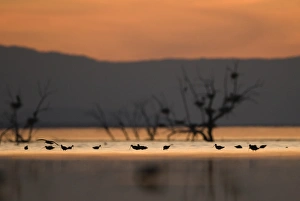 Californian Prints: Migrant waders feeding in saline lagoon habitat