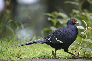 Gamebird Prints: Mikado Pheasant (Syrmaticus mikado) adult male