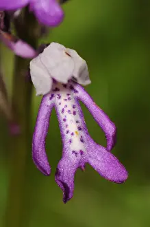 Military Orchid (Orchis militaris) close-up of flower, Buckinghamshire, England, May
