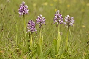 Vercors Prints: Military Orchid (Orchis militaris) flowering, Vercors, French Alps, France, May