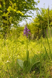 Orchids Prints: Military Orchid (Orchis militaris) flowering, Buckinghamshire, England, May