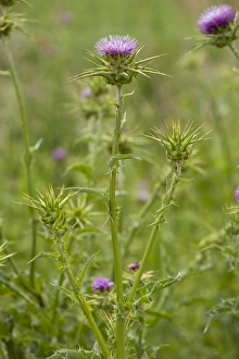 Medicinal Prints: Milk Thistle (Silybum marianum) flowering, Italy, april