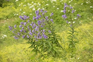 Milky Bellflower (Campanula lactiflora) flowering, Pontic Mountains, Anatolia, Turkey, July