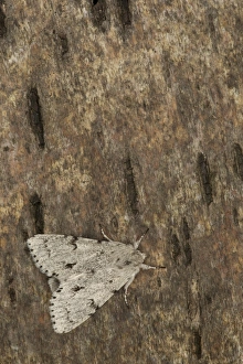 Lepidoptera Prints: The Miller (Acronicta leporina) adult
