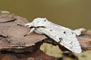 Thursley Common Prints: The Miller (Acronicta leporina) adult
