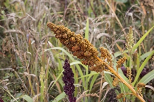 Gamebird Prints: Millet used as a gamebird cover and food