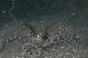 Strait Prints: Mimic Octopus (Thaumoctopus mimicus) adult