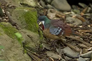 Pigeon Prints: Mindanao Bleeding-heart (Gallicolumba crinigera) adult