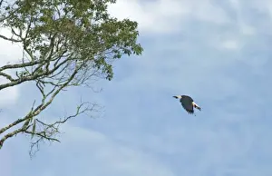 Canopy Prints: Mindanao Tarictic Hornbill (Penelopides affinis) adult