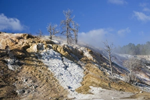 Killed Prints: Mineral deposits and dead trees at hotspring