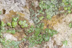 Geologic Prints: Minerals, Pyromorphite (Lead chlorophosphate) green crystalline mineral on quartz