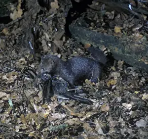 Mustelid Prints: Mink (Mustela vison) On fallen leaves with prey - Blackbird